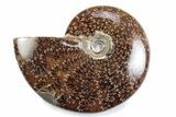 Polished Ammonite (Cleoniceras) Fossil - Madagascar #364963-1